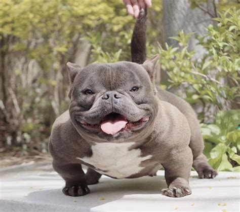 micro bully blue coat